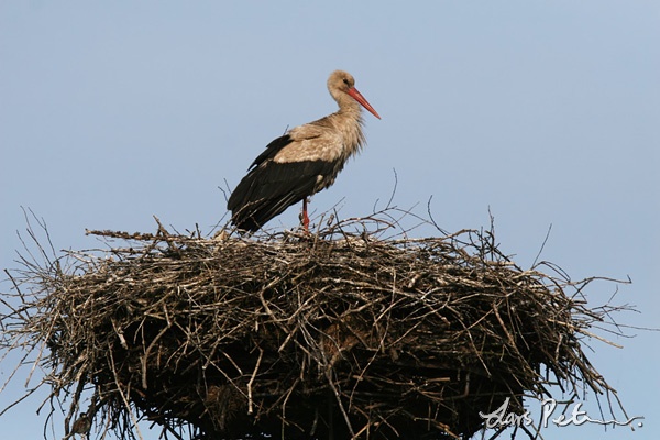 Vit stork